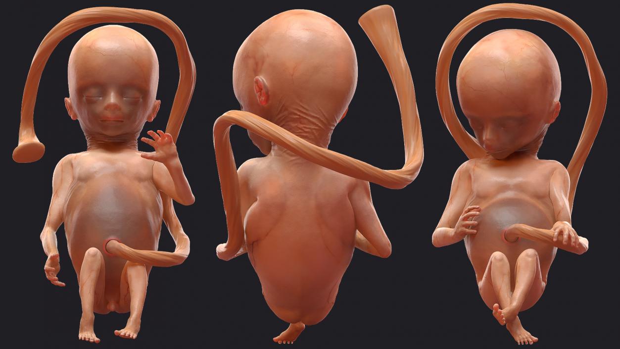 3D Second Trimester Human Embryos Rigged Collection model