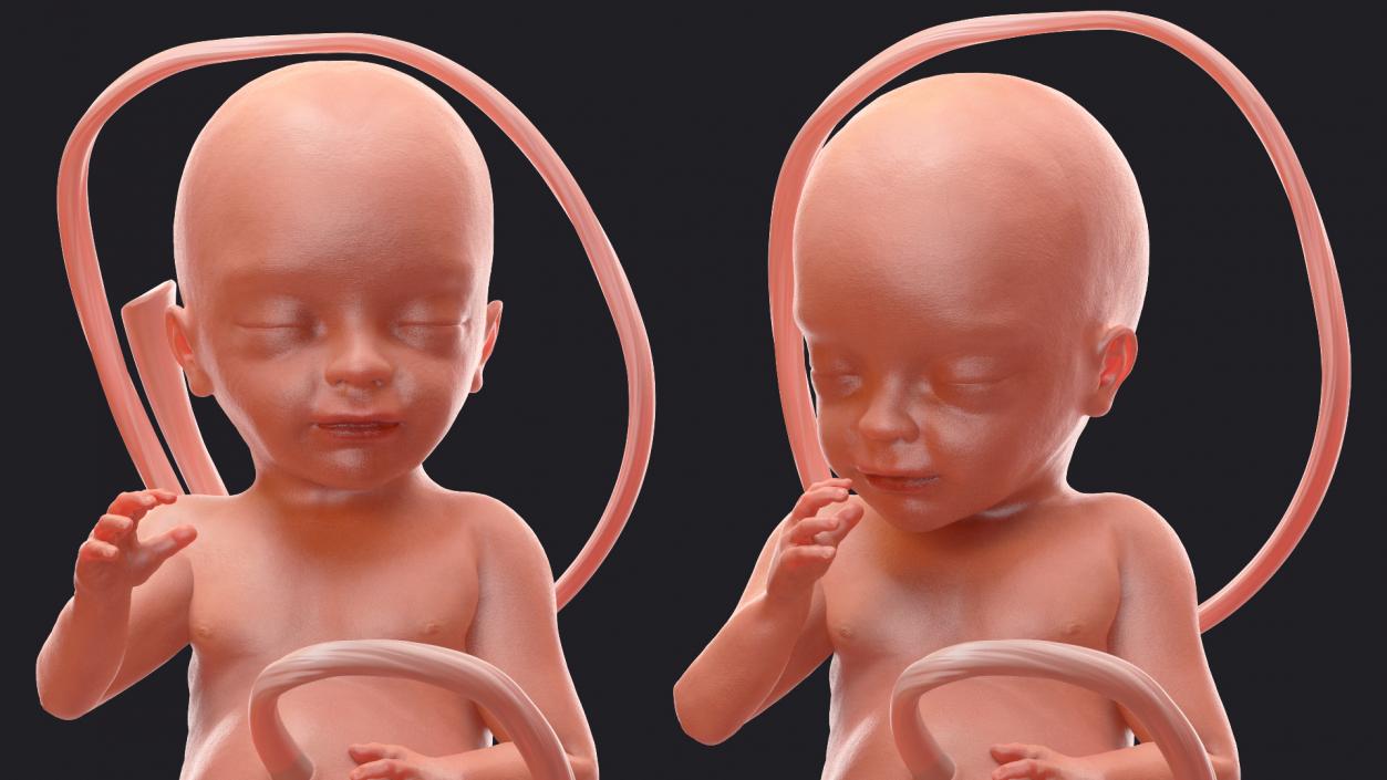 3D Second Trimester Human Embryos Rigged Collection model