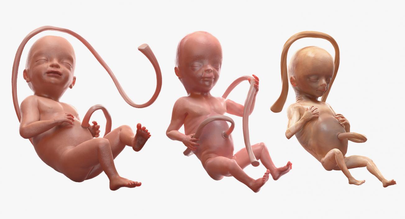 3D Second Trimester Human Embryos Rigged Collection model