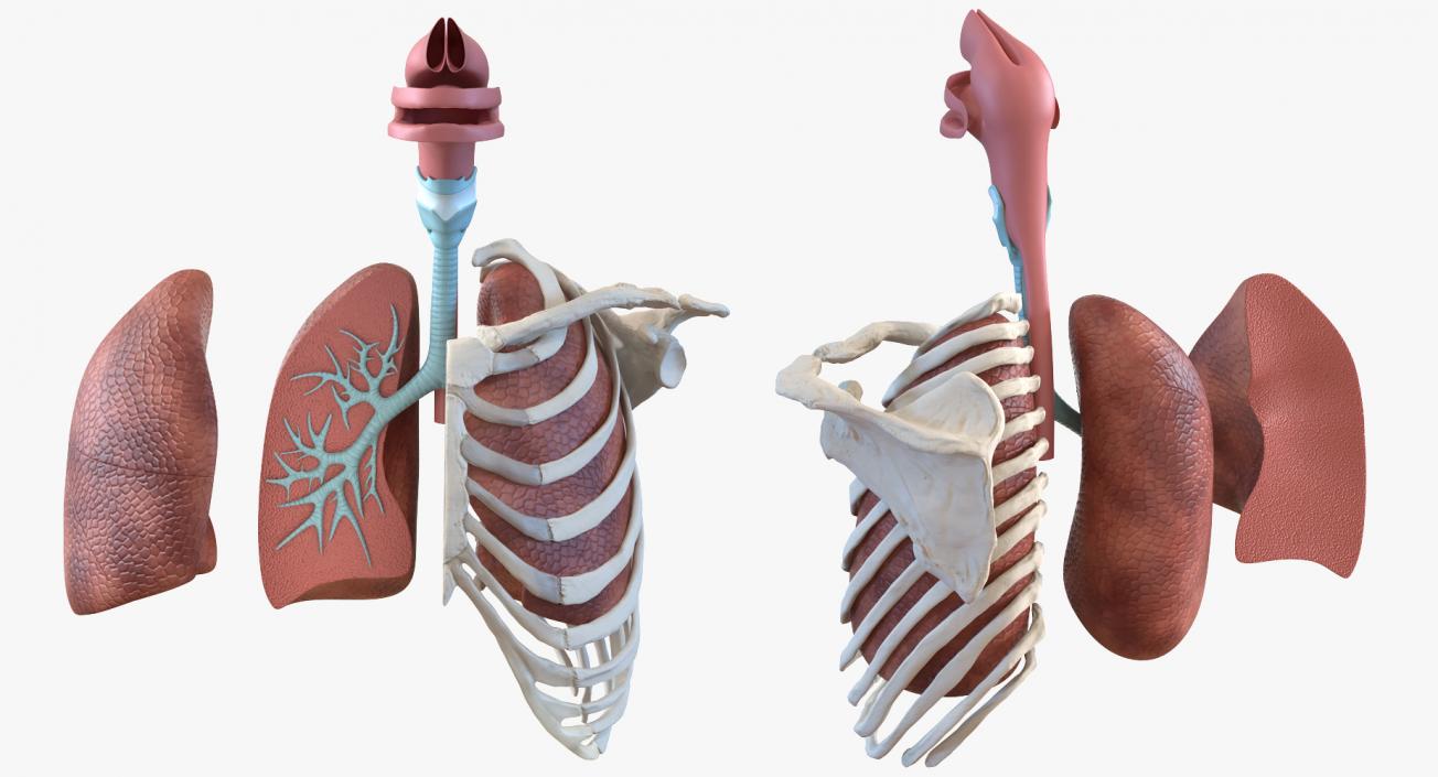 3D model Human Respiratory System Trachea Dissection Anatomical Model