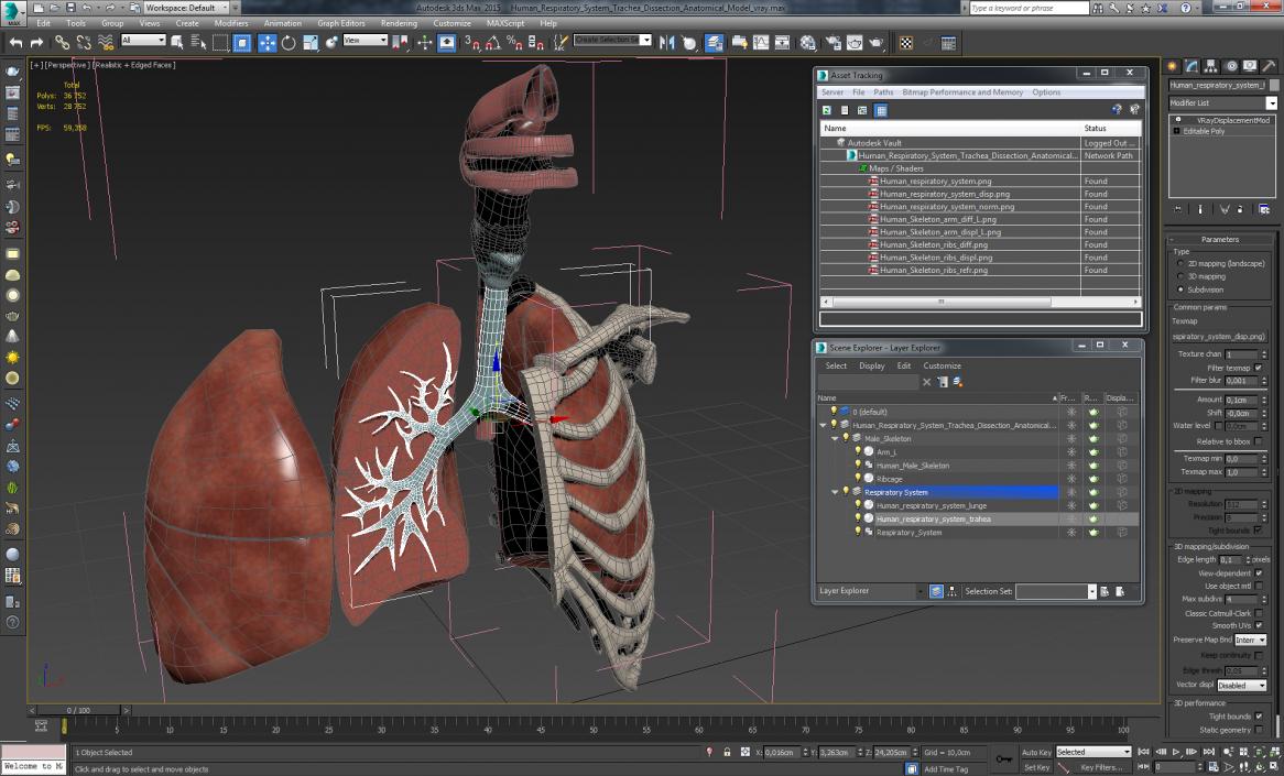 3D model Human Respiratory System Trachea Dissection Anatomical Model