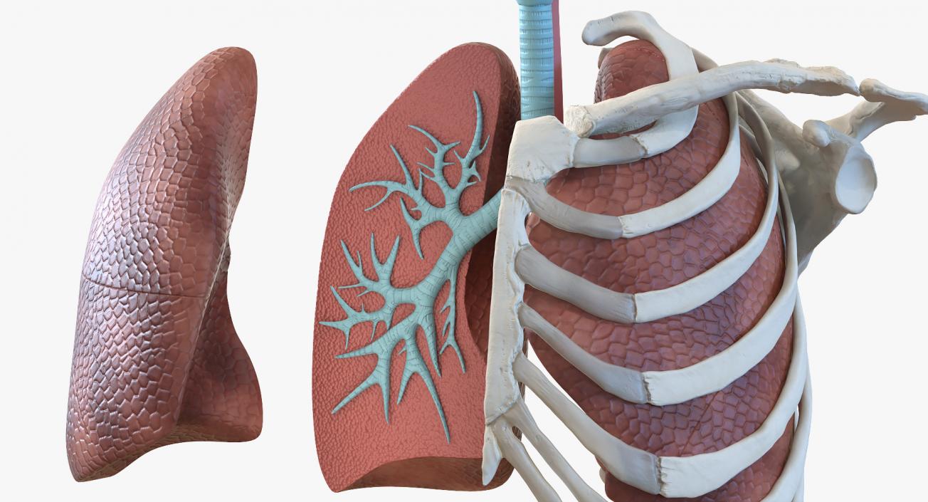 3D model Human Respiratory System Trachea Dissection Anatomical Model