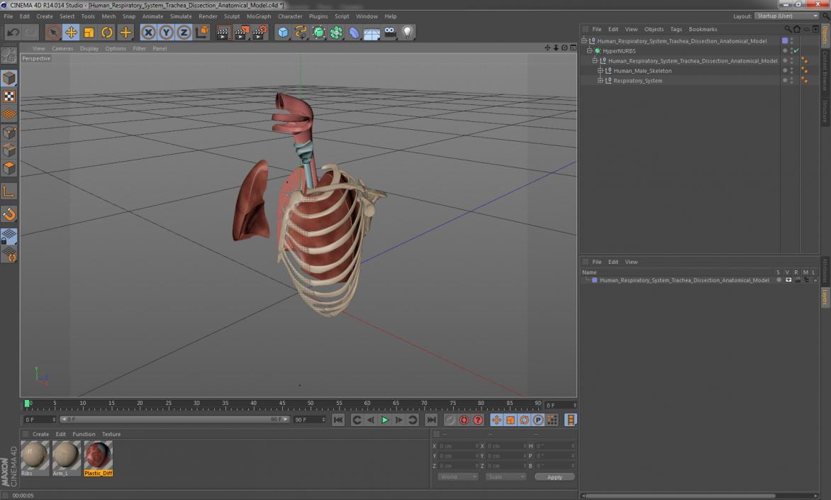 3D model Human Respiratory System Trachea Dissection Anatomical Model