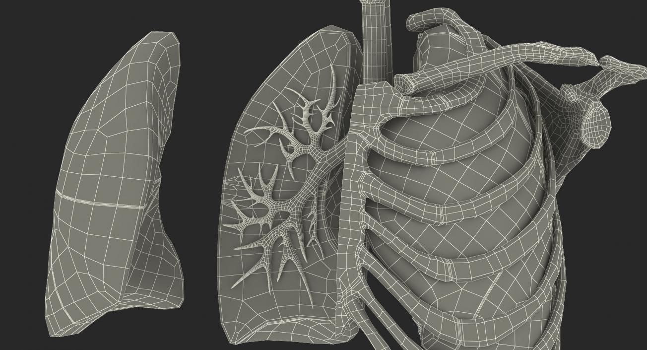 3D model Human Respiratory System Trachea Dissection Anatomical Model