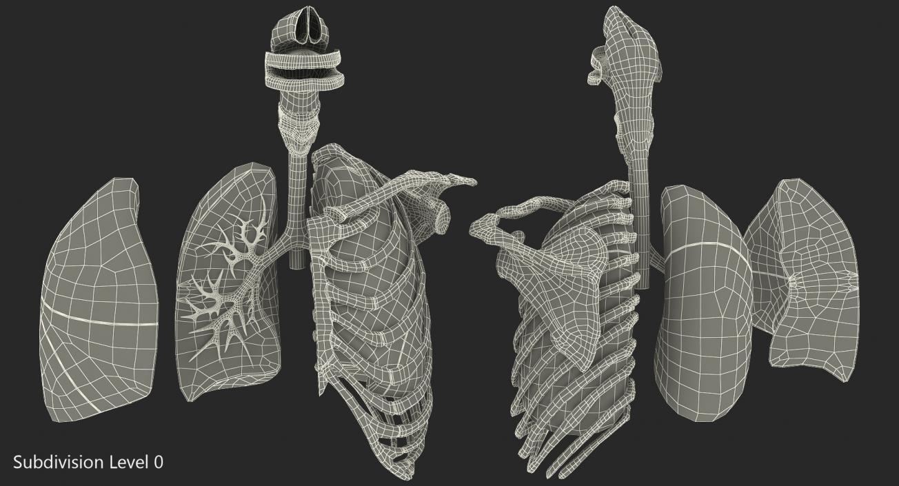 3D model Human Respiratory System Trachea Dissection Anatomical Model