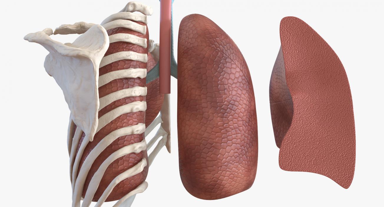 3D model Human Respiratory System Trachea Dissection Anatomical Model