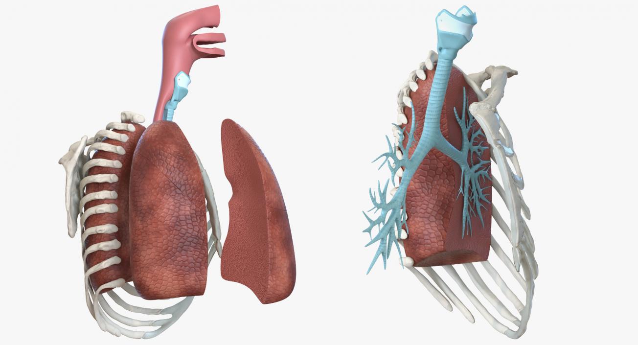 3D model Human Respiratory System Trachea Dissection Anatomical Model