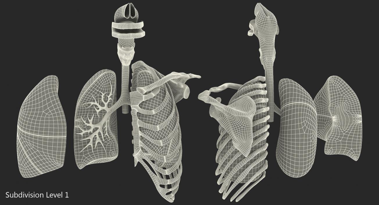 3D model Human Respiratory System Trachea Dissection Anatomical Model