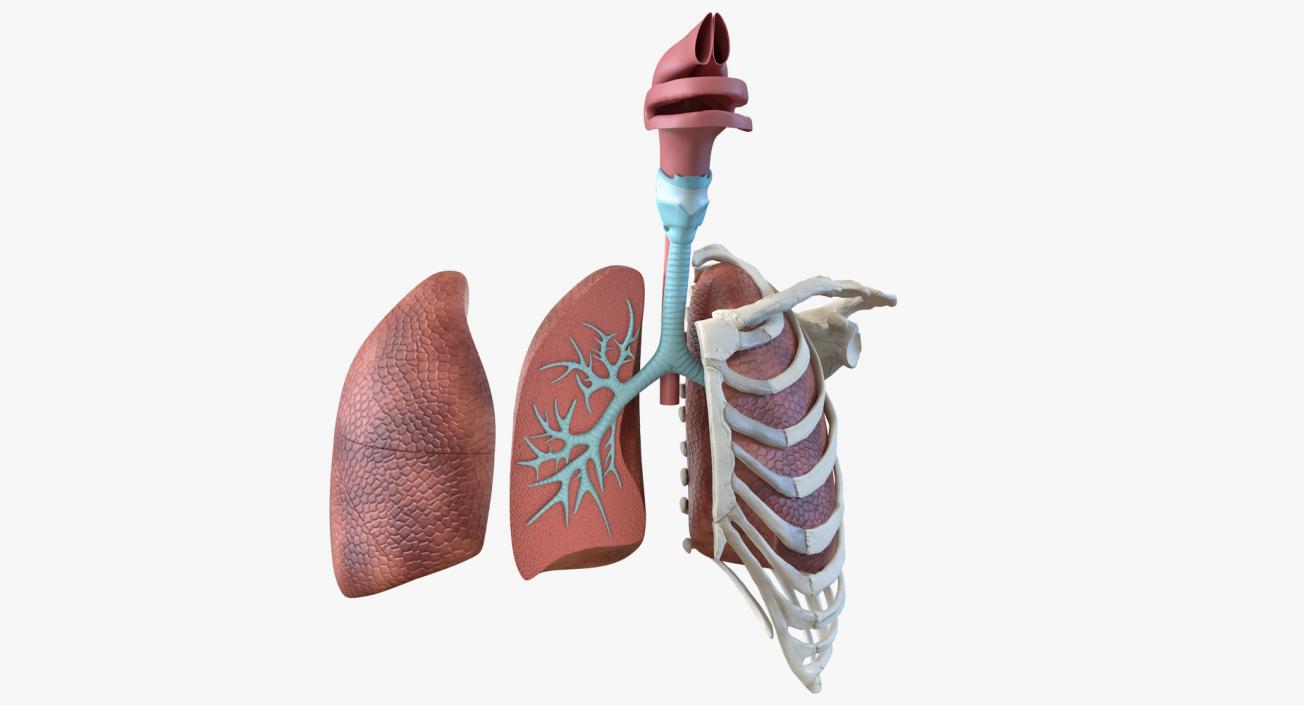 3D model Human Respiratory System Trachea Dissection Anatomical Model