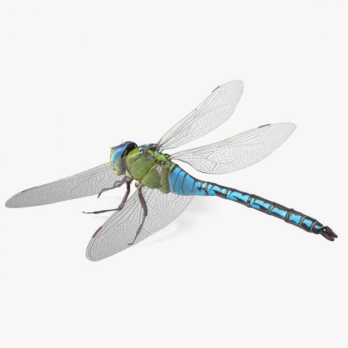 3D model Dragonfly Rigged for Modo