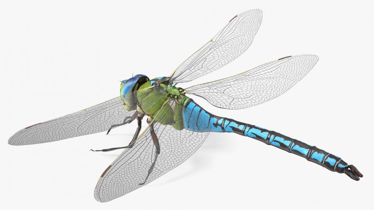 3D model Dragonfly Rigged for Modo