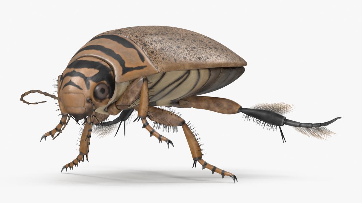 Aquatic Beetle Beige Floating 3D model