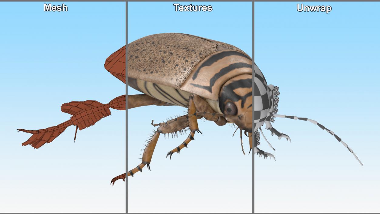 Aquatic Beetle Beige Floating 3D model