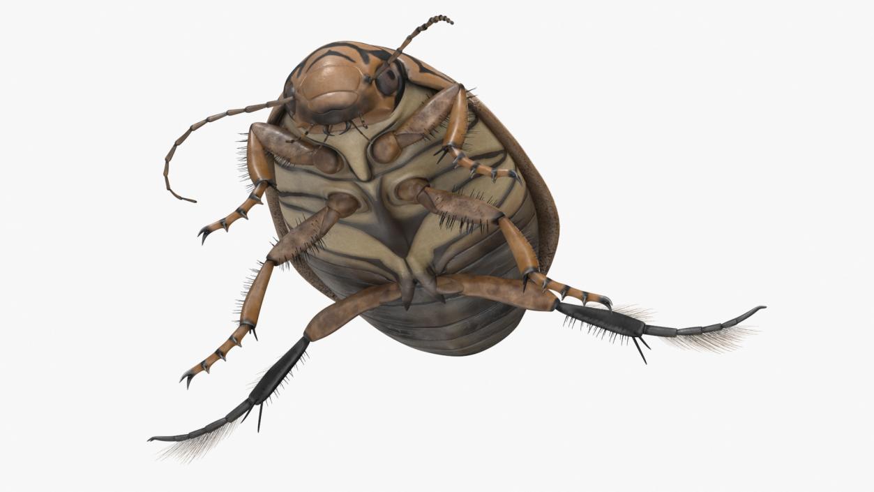 Aquatic Beetle Beige Floating 3D model