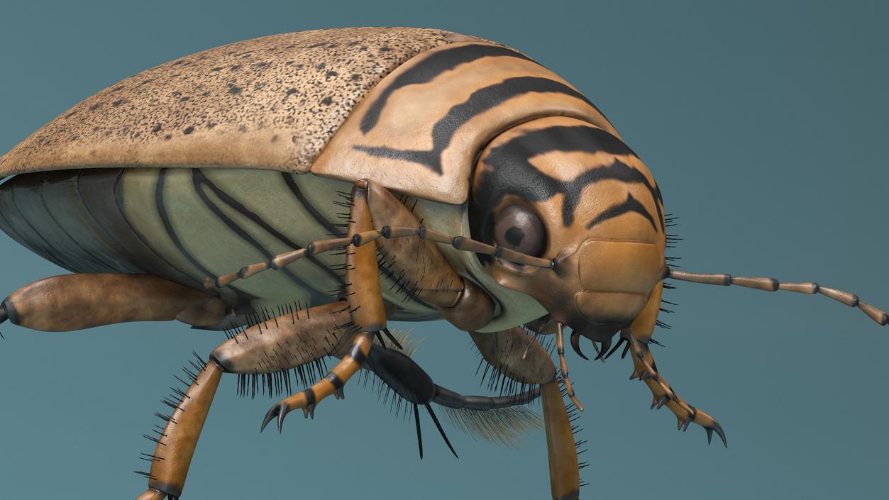 Aquatic Beetle Beige Floating 3D model