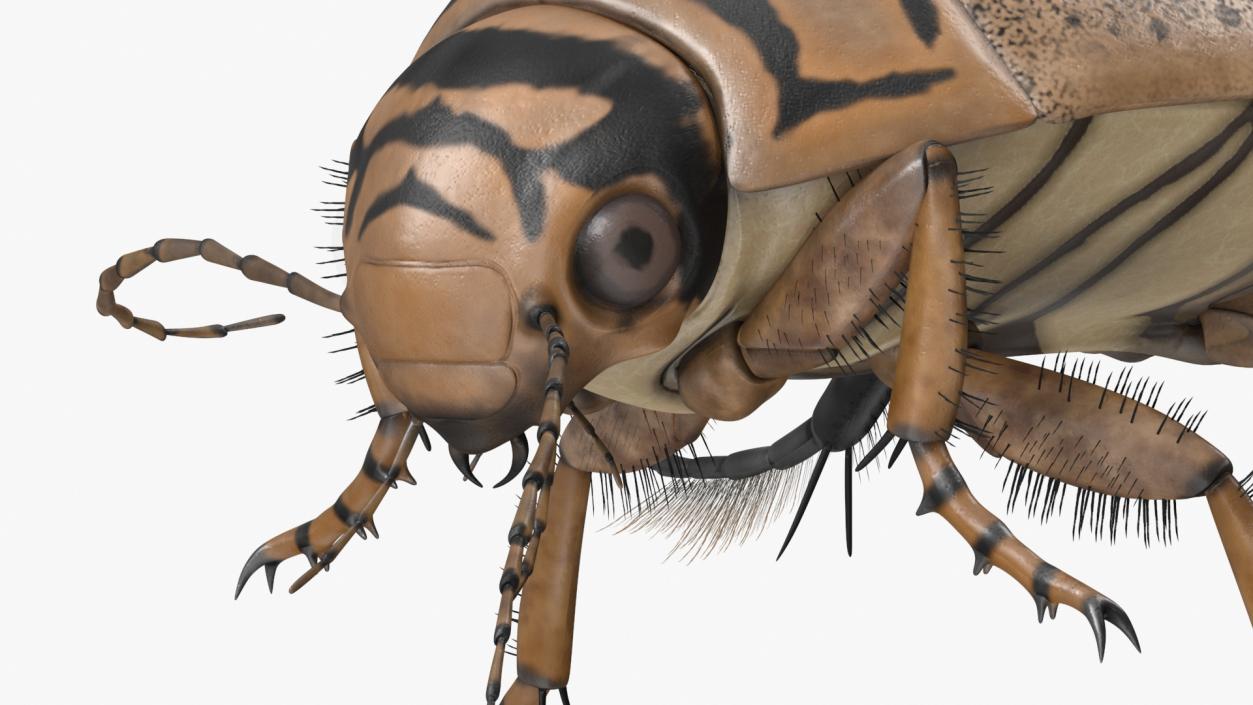 Aquatic Beetle Beige Floating 3D model