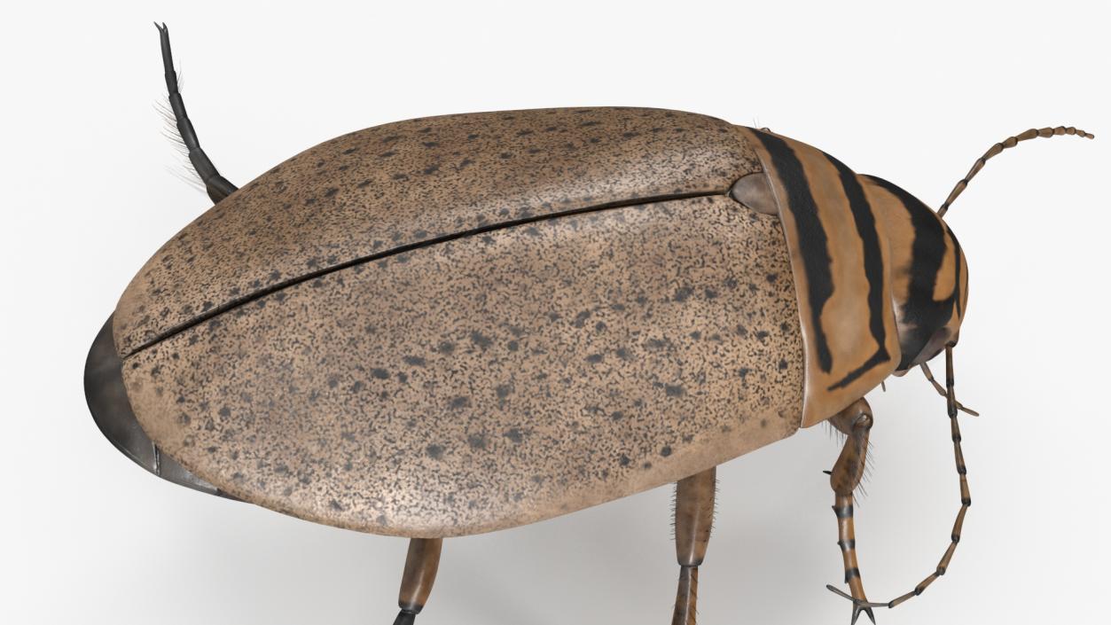 Aquatic Beetle Beige Floating 3D model