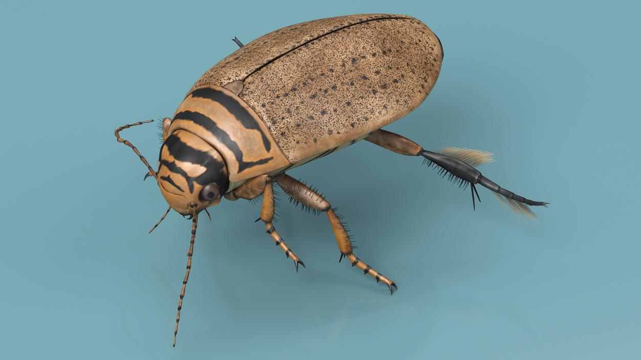 Aquatic Beetle Beige Floating 3D model