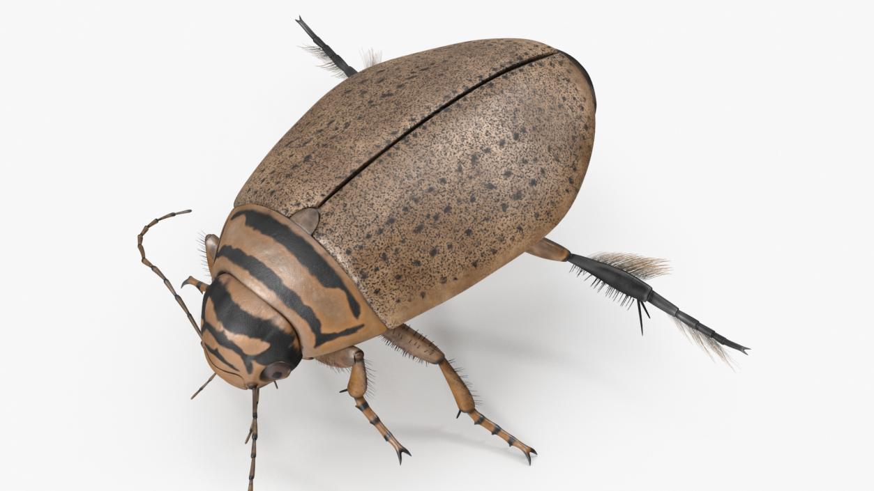 Aquatic Beetle Beige Floating 3D model