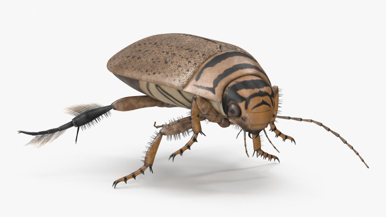 Aquatic Beetle Beige Floating 3D model