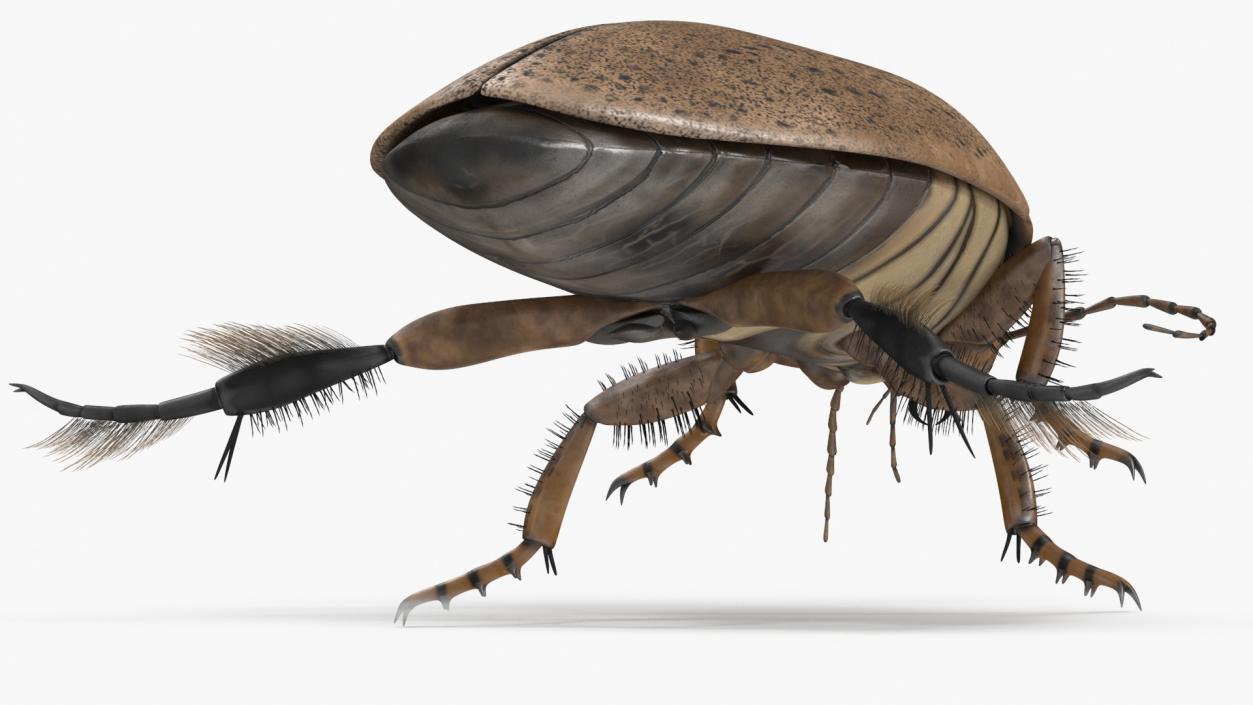 Aquatic Beetle Beige Floating 3D model