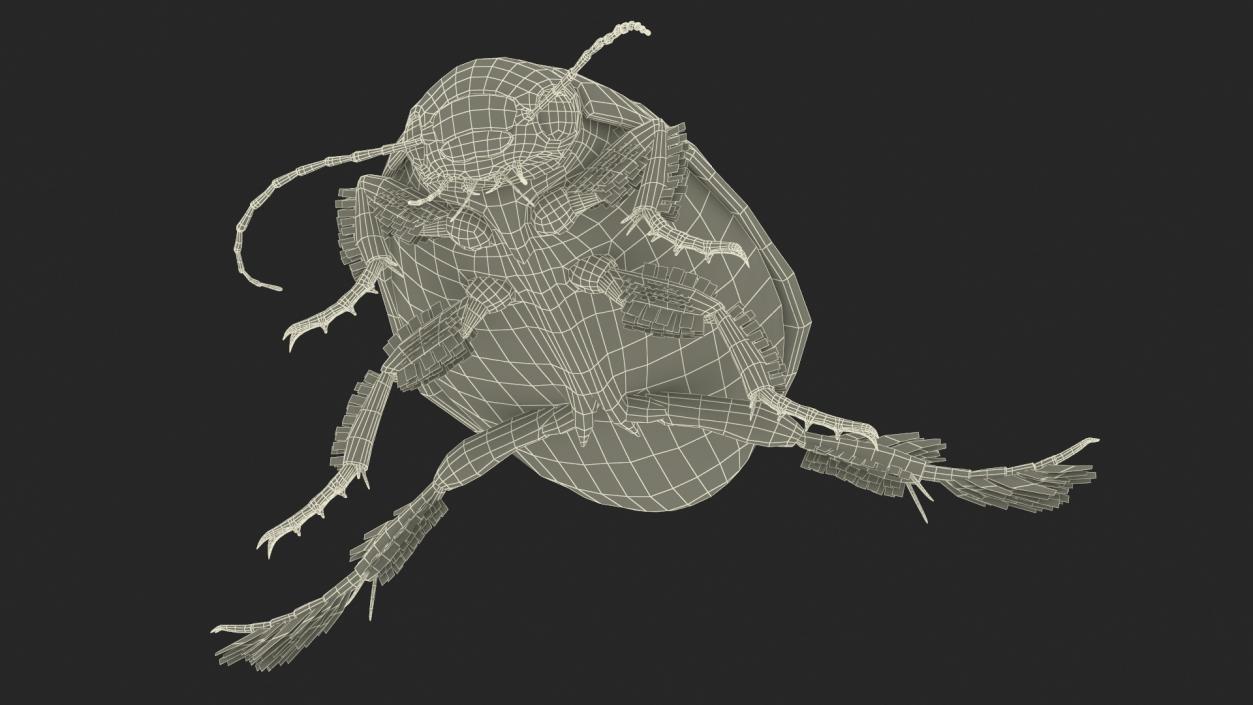 Aquatic Beetle Beige Floating 3D model