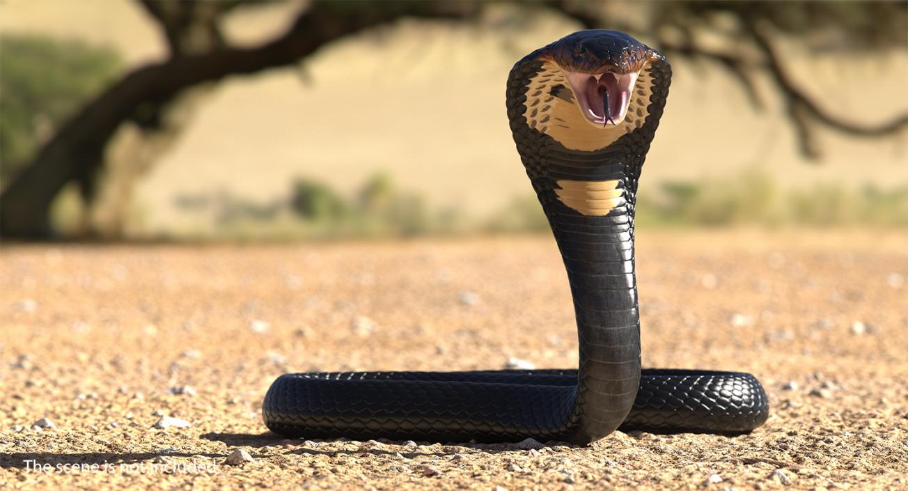 Dark Skin Cobra Rigged 3D