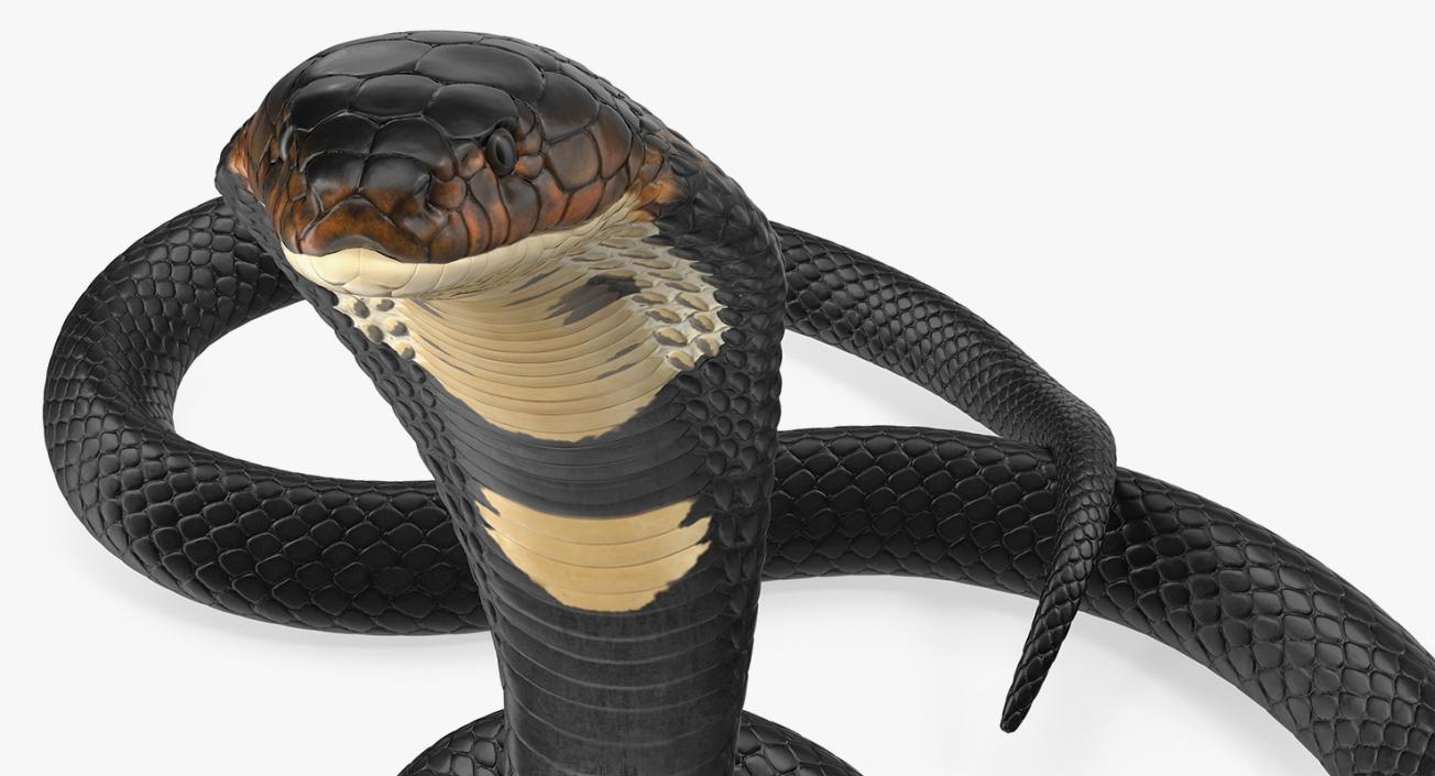 Dark Skin Cobra Rigged 3D