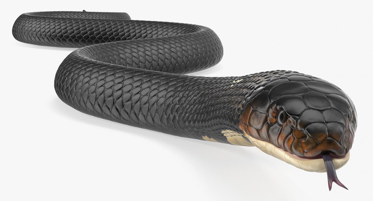 Dark Skin Cobra Rigged 3D