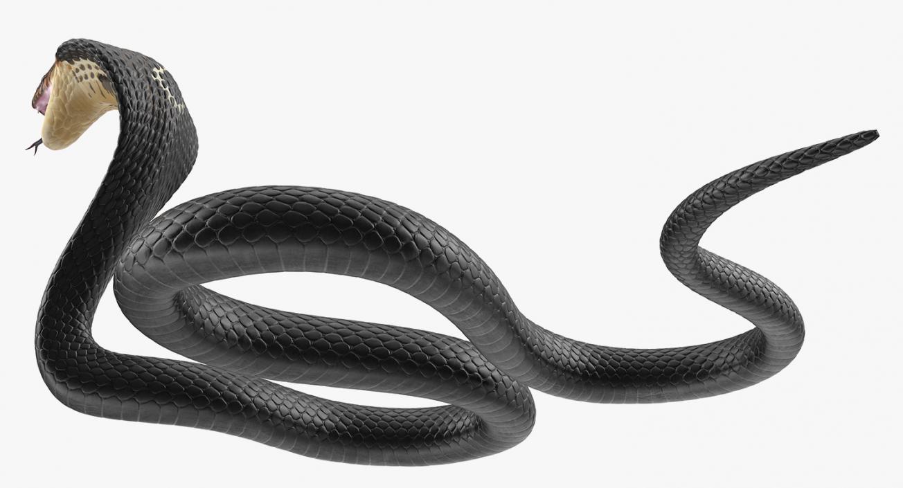 Dark Skin Cobra Rigged 3D