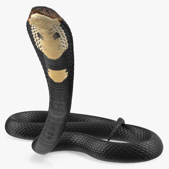 Dark Skin Cobra Rigged 3D