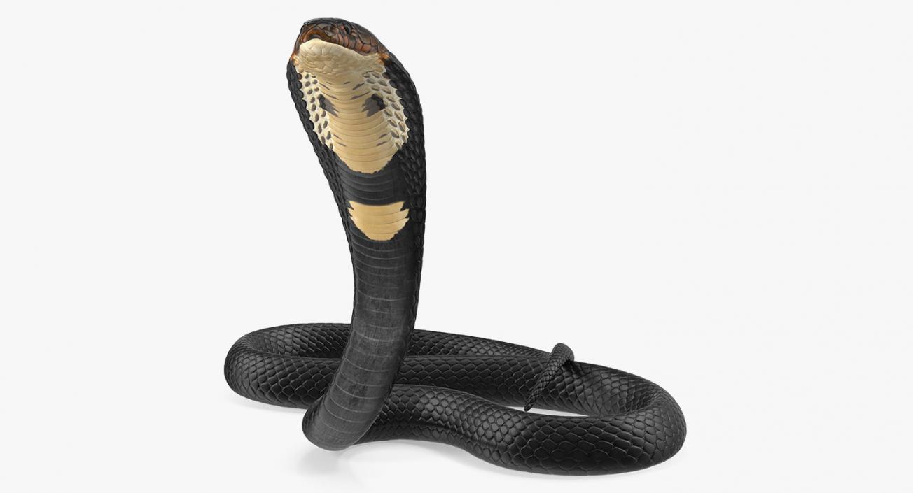 Dark Skin Cobra Rigged 3D