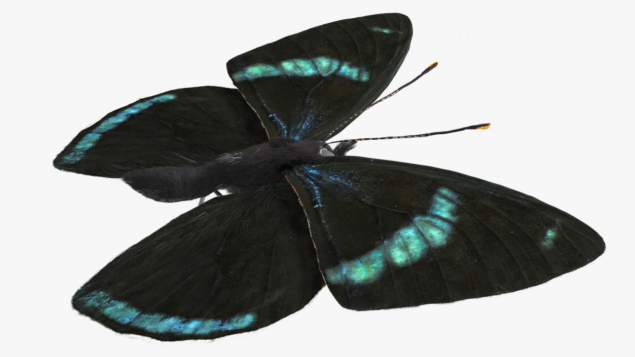 3D Diaethria Clymena Butterfly Fur