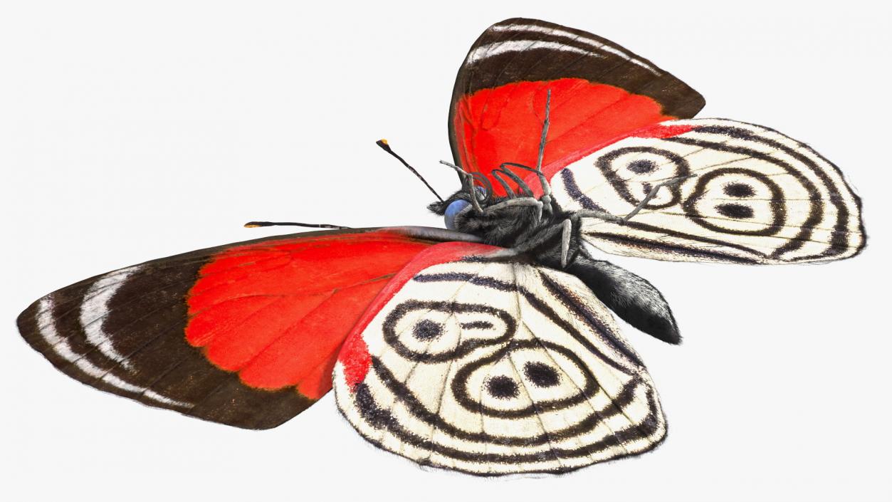 3D Diaethria Clymena Butterfly Fur