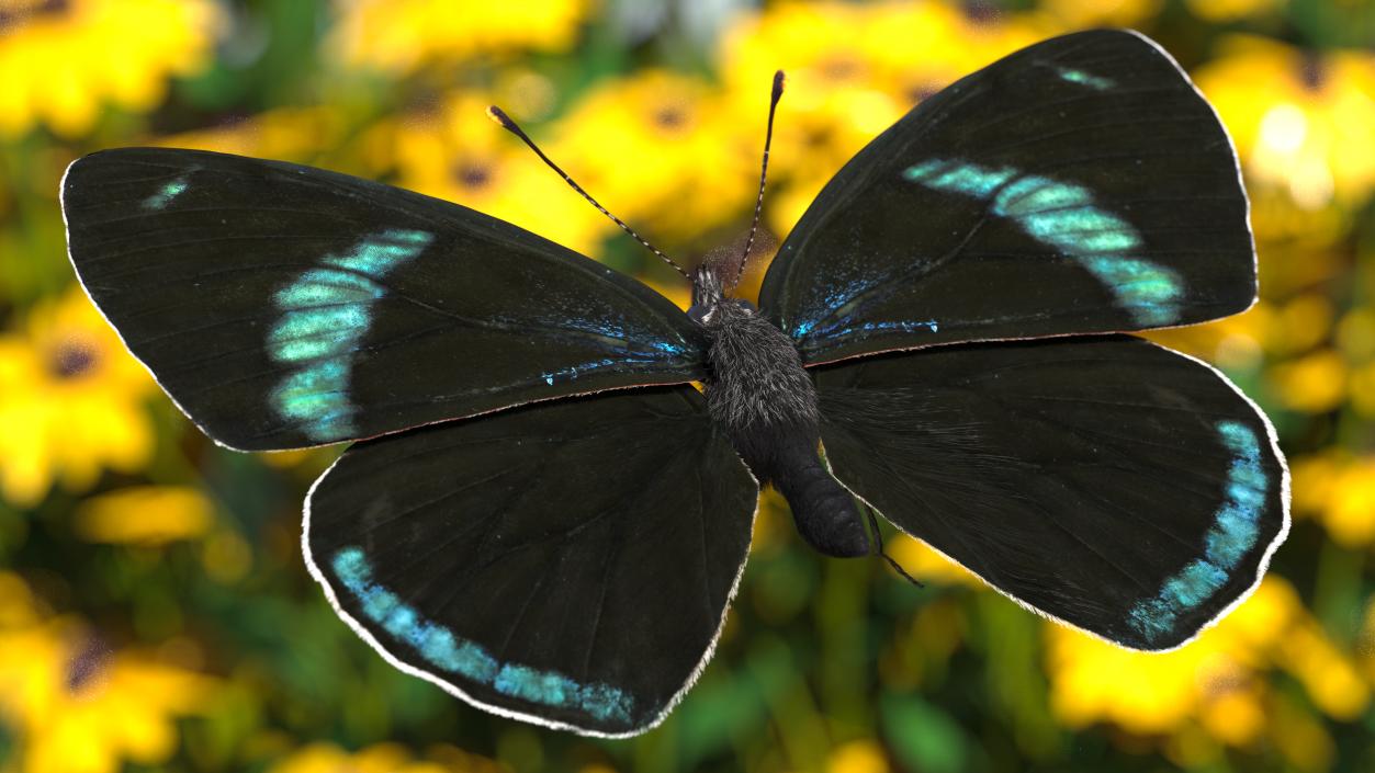 3D Diaethria Clymena Butterfly Fur