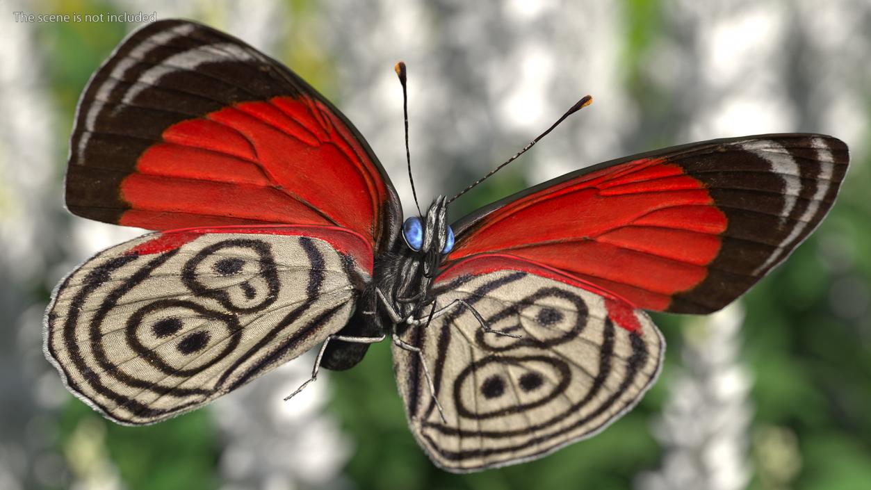 3D Diaethria Clymena Butterfly Fur