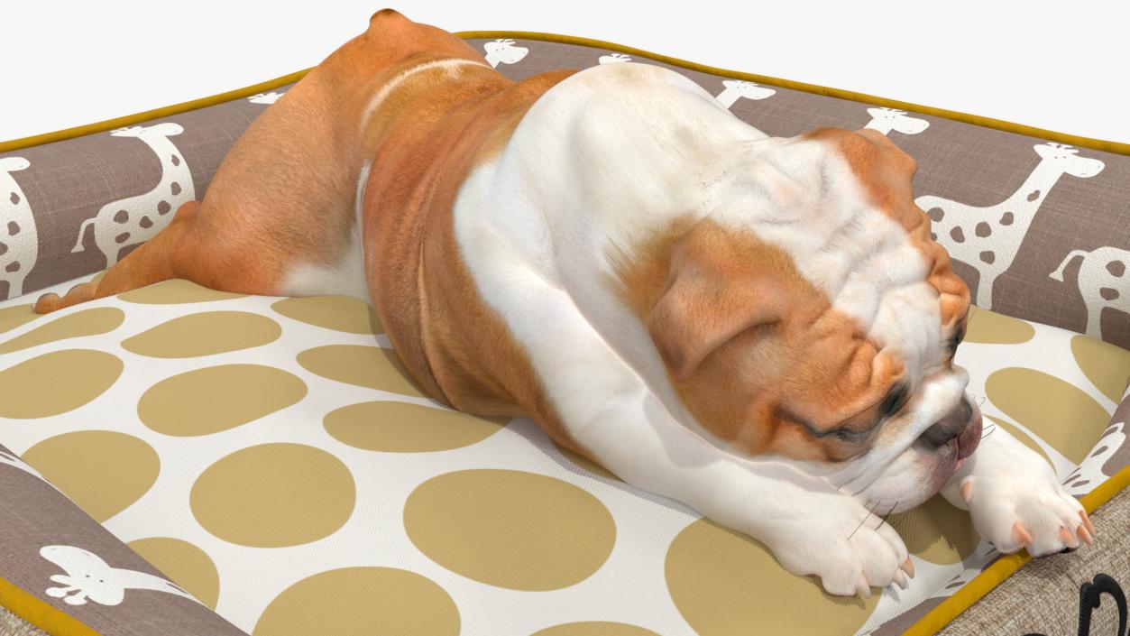 Bulldog Sleep in Pet Bed 3D model