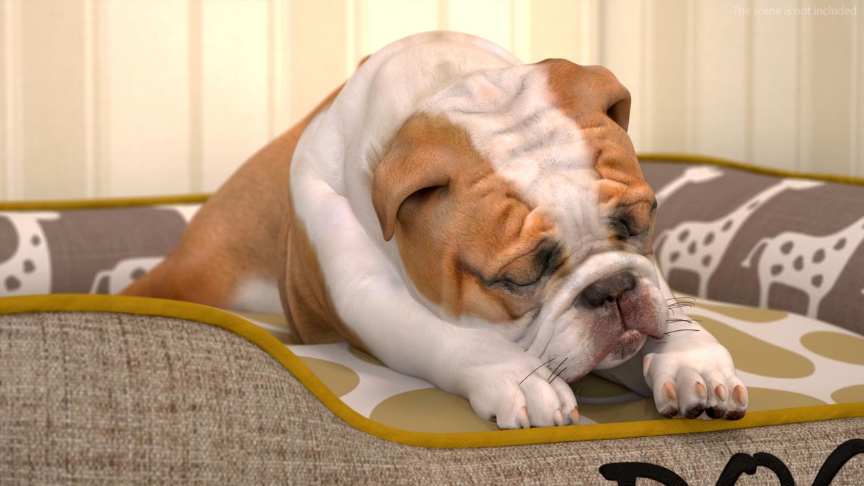 Bulldog Sleep in Pet Bed 3D model