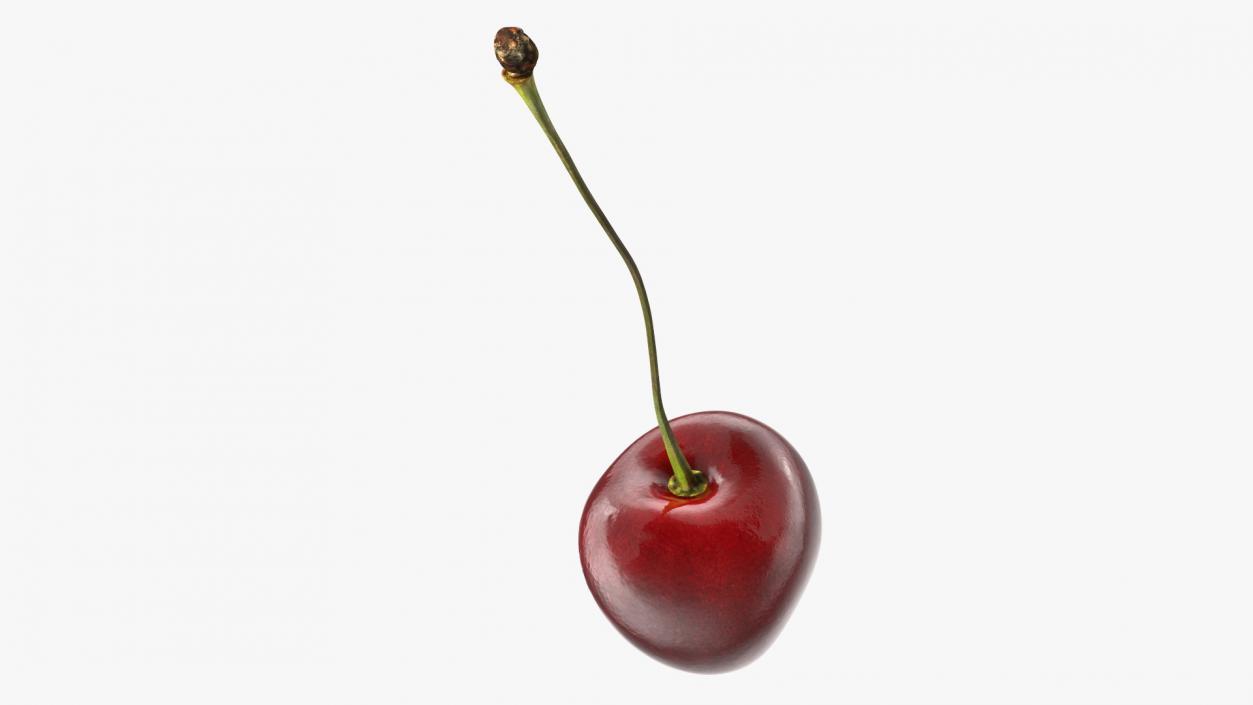 3D Realistic Cherry with Stem