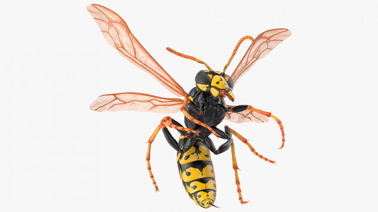 Wasp Attacking Pose 3D model