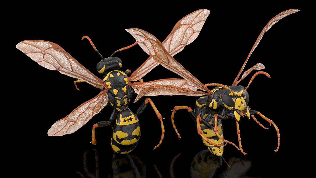 Wasp Attacking Pose 3D model