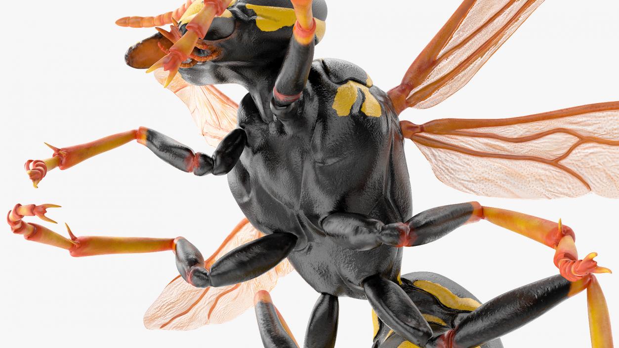 Wasp Attacking Pose 3D model