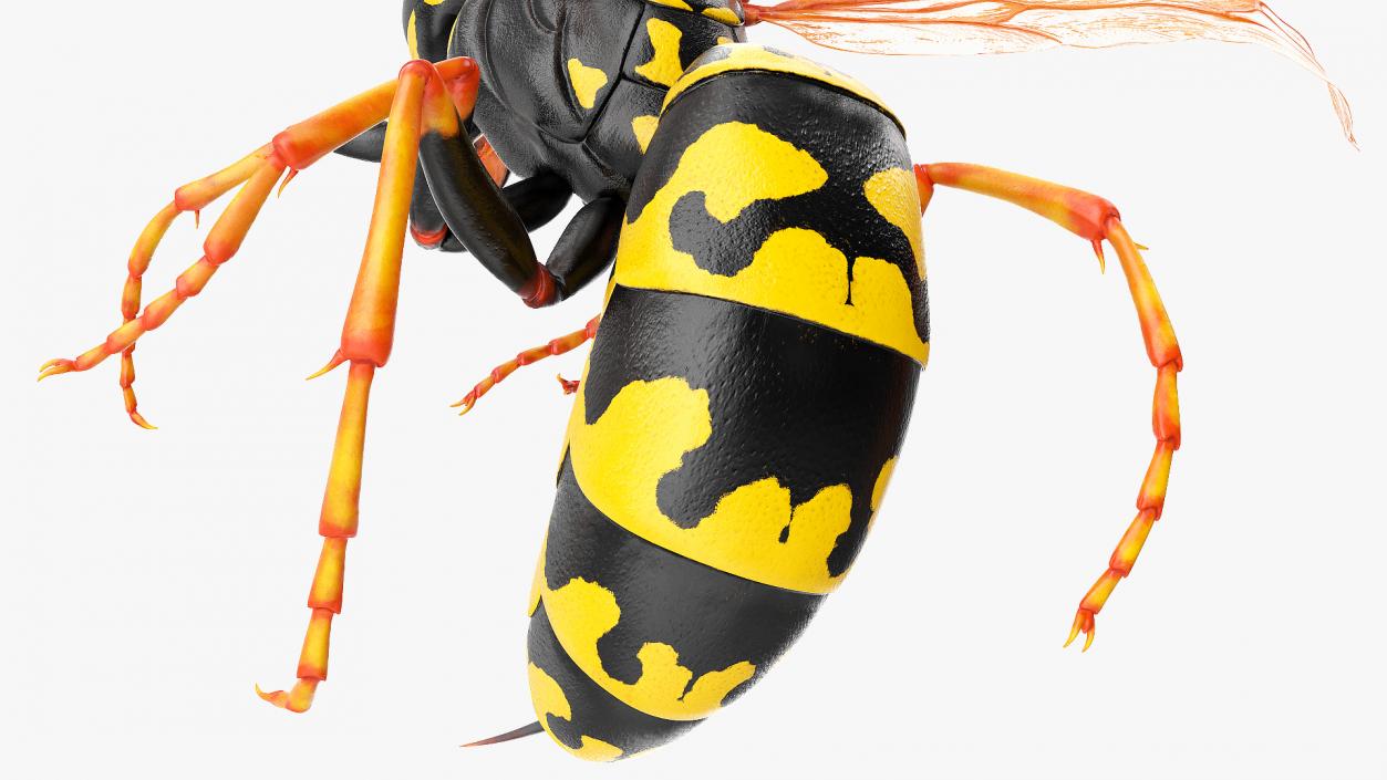 Wasp Attacking Pose 3D model