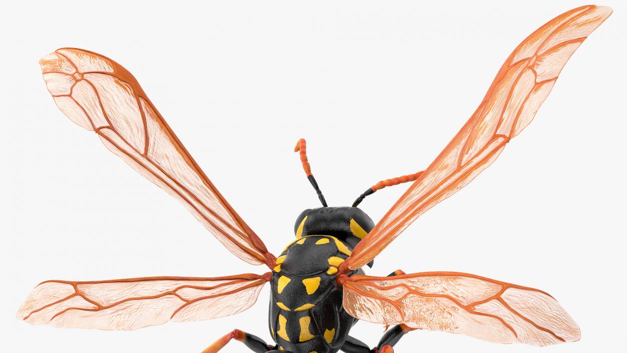 Wasp Attacking Pose 3D model