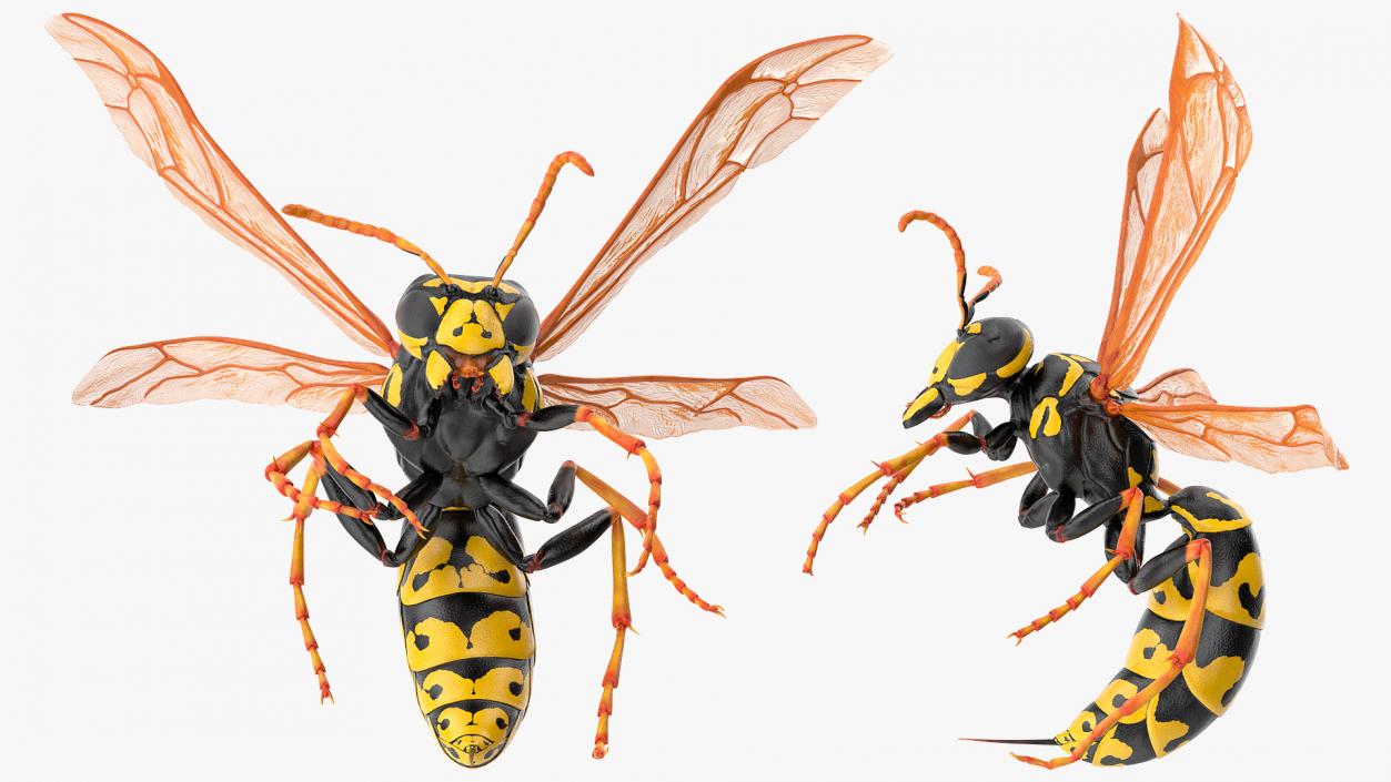 Wasp Attacking Pose 3D model