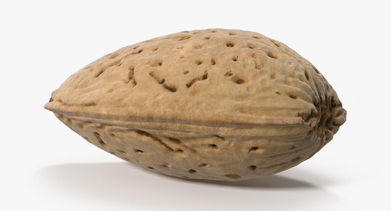 Raw Almond In Shell 3D model