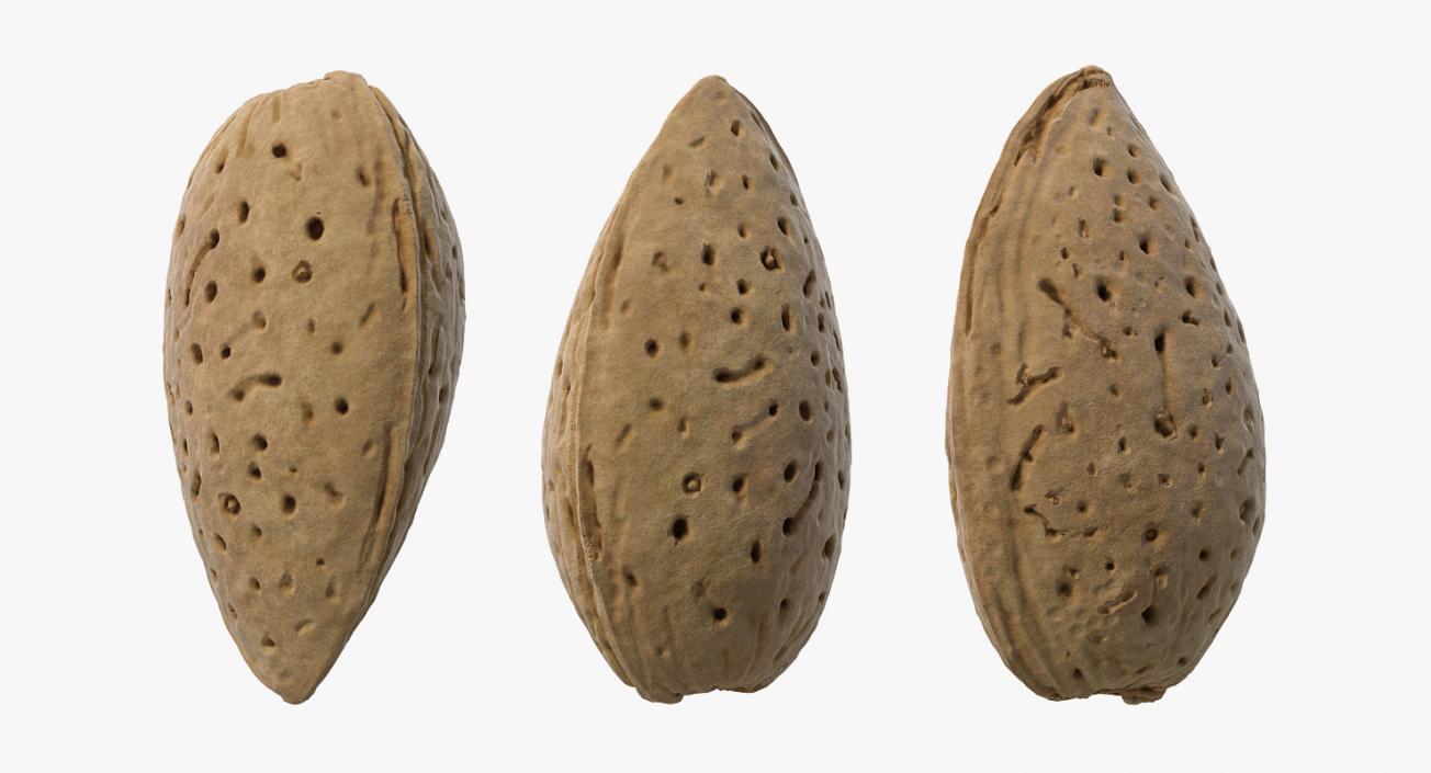 Raw Almond In Shell 3D model