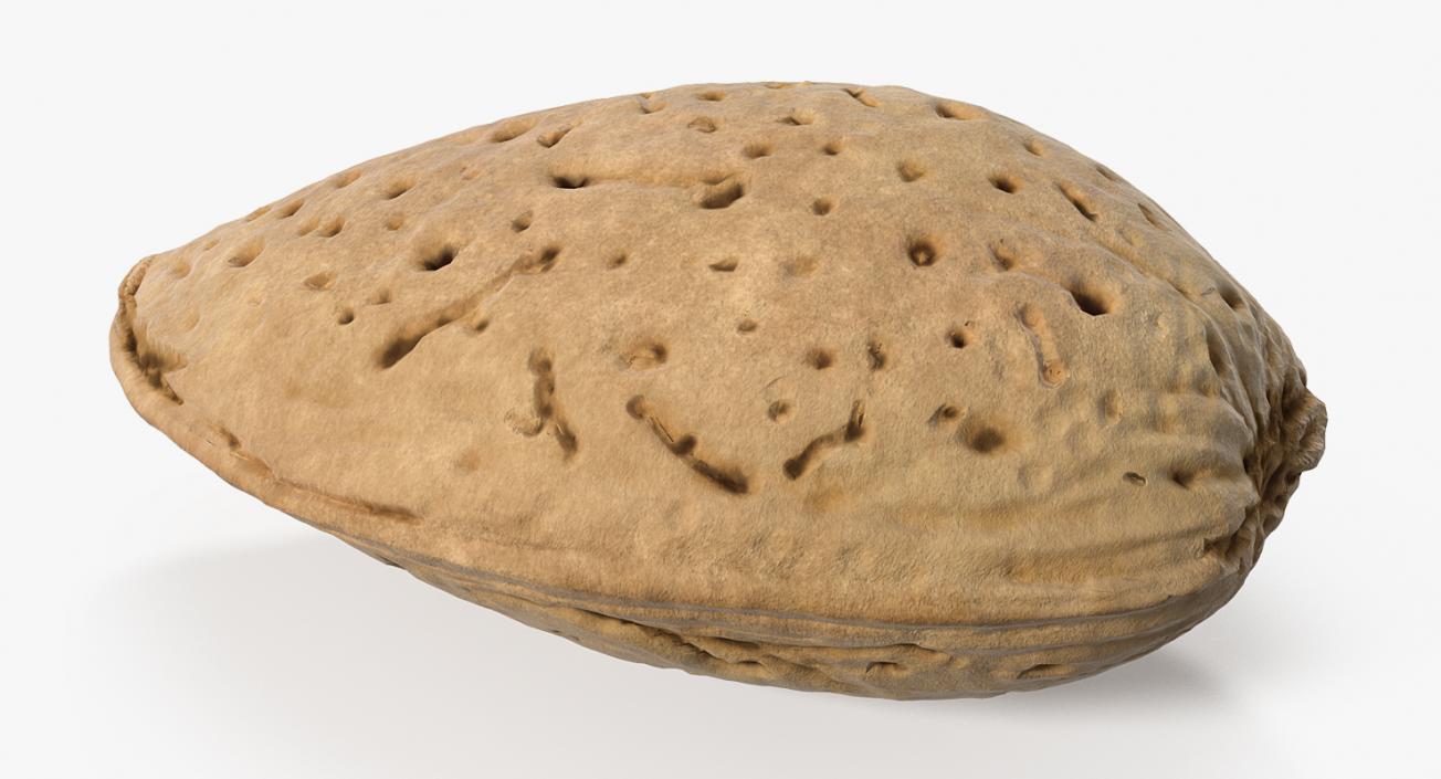 Raw Almond In Shell 3D model