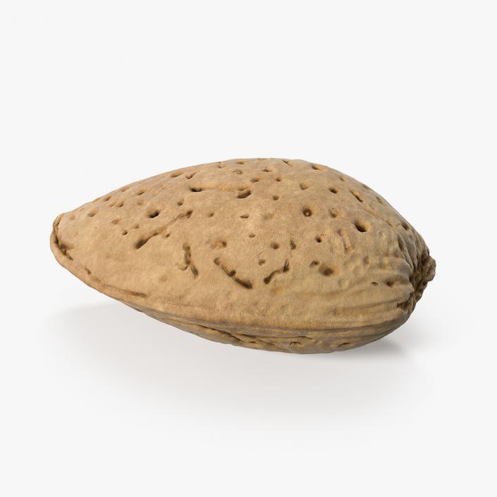 Raw Almond In Shell 3D model