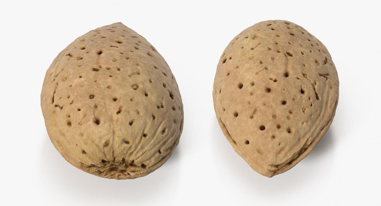 Raw Almond In Shell 3D model